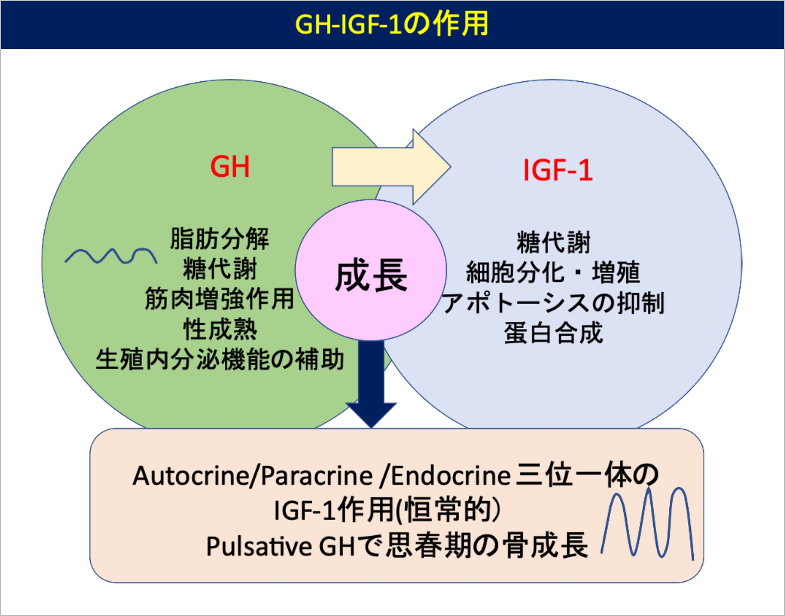 GH-IGF-1の作用(鞁嶋先生作成資料)